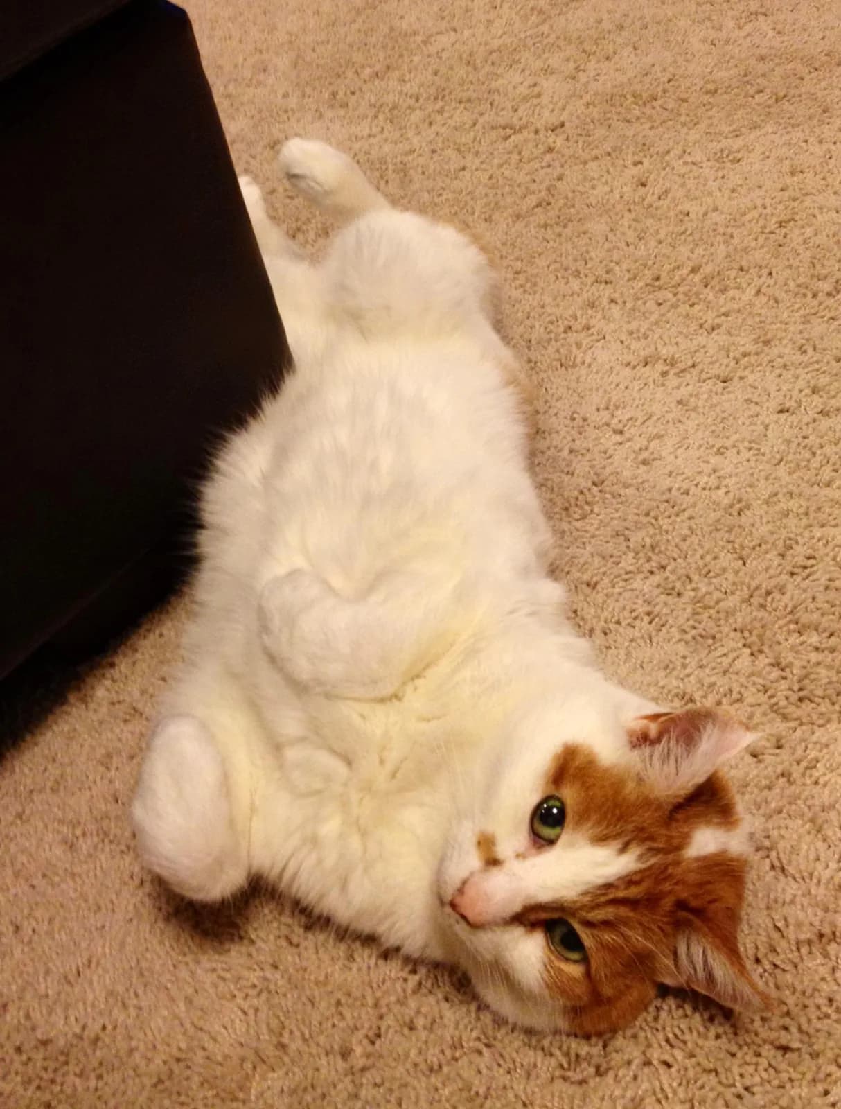 Japanese Bobtail