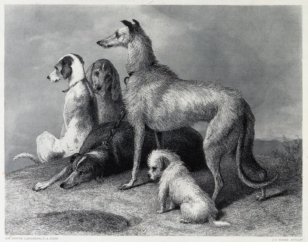 Landseer