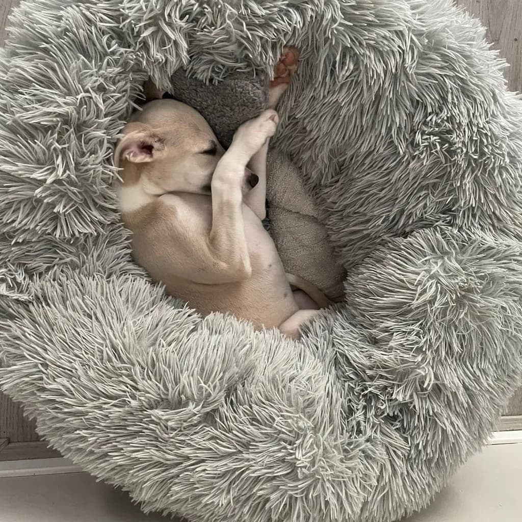 Whippet