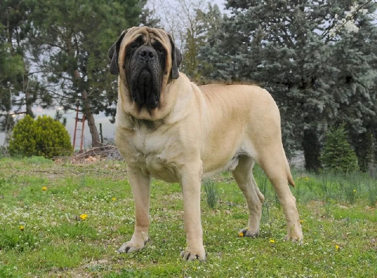 English Mastiff