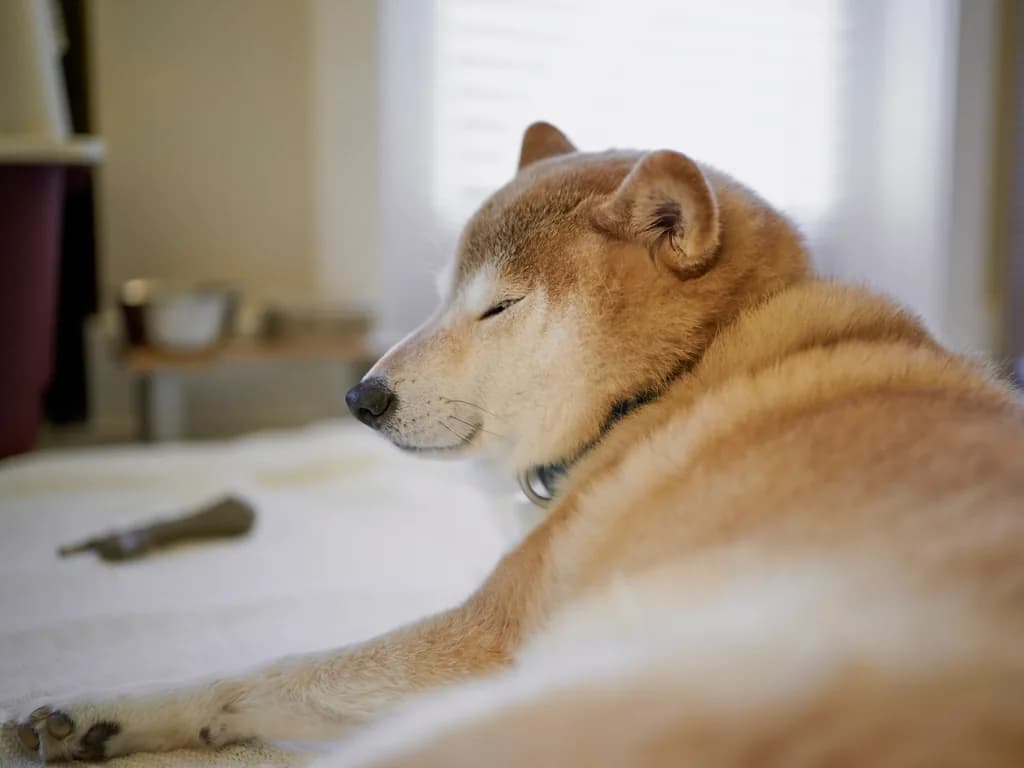 Shiba Inu