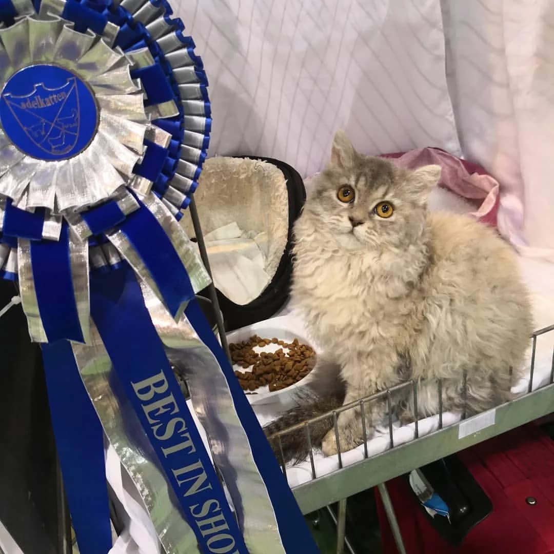 Selkirk Rex