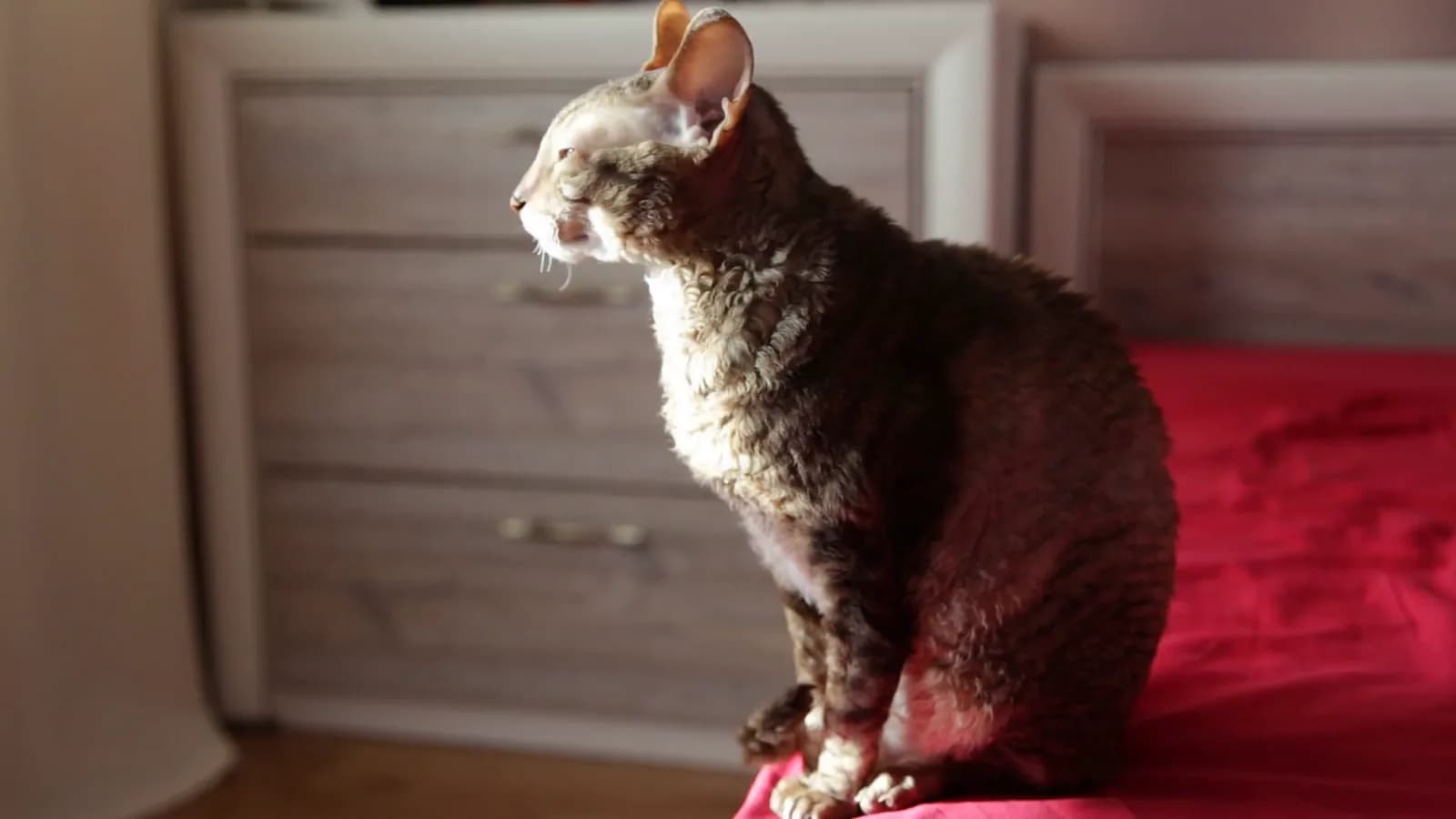 Cornish Rex
