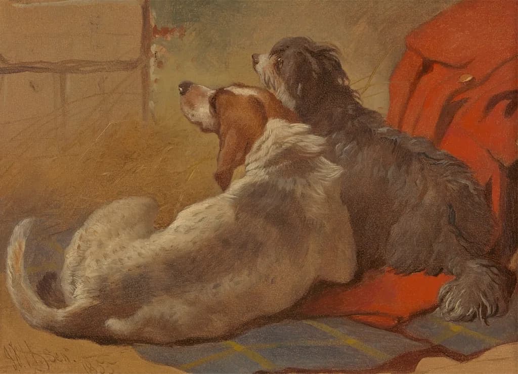 Bearded Collie