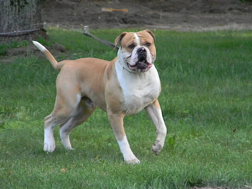 American Bulldog