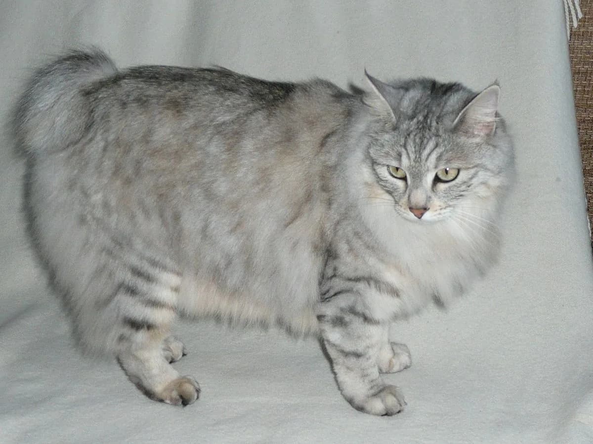 Manx