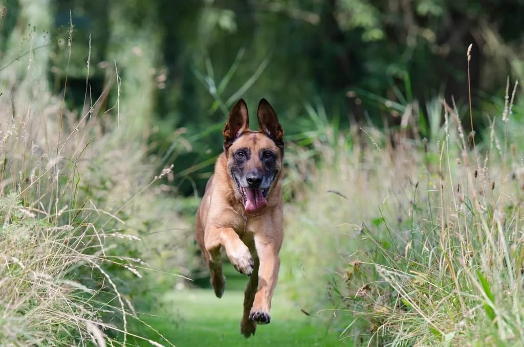 Belgian Shepherd