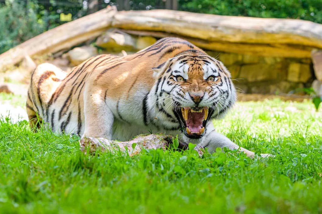 Siberian