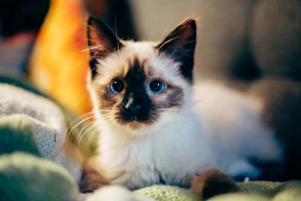 Siamese