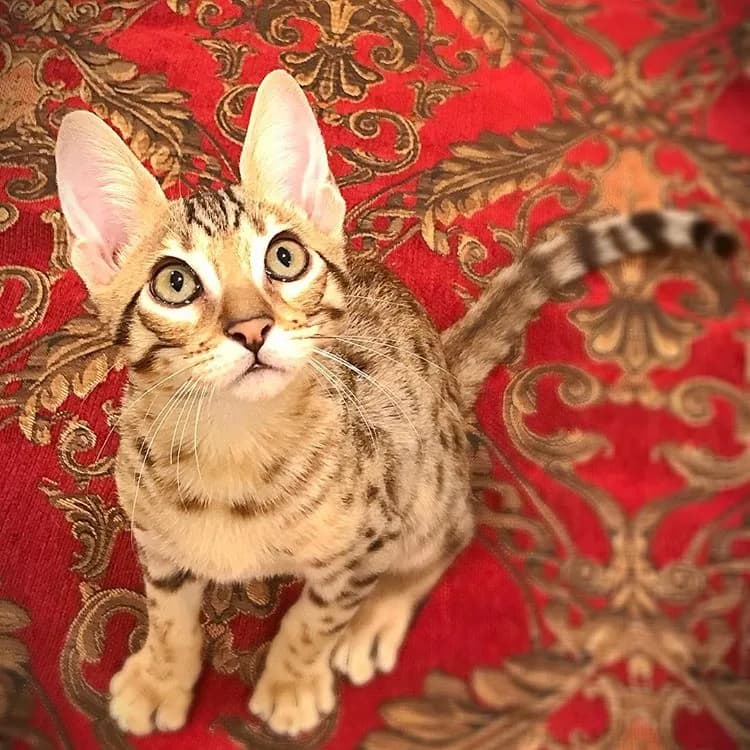 Savannah
