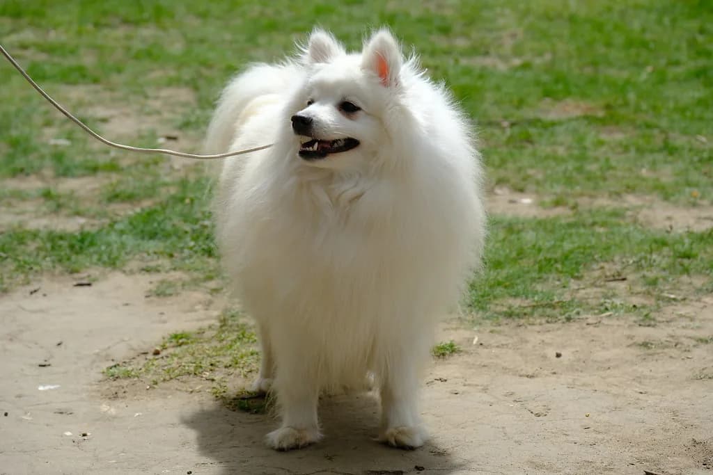 Japanese Spitz