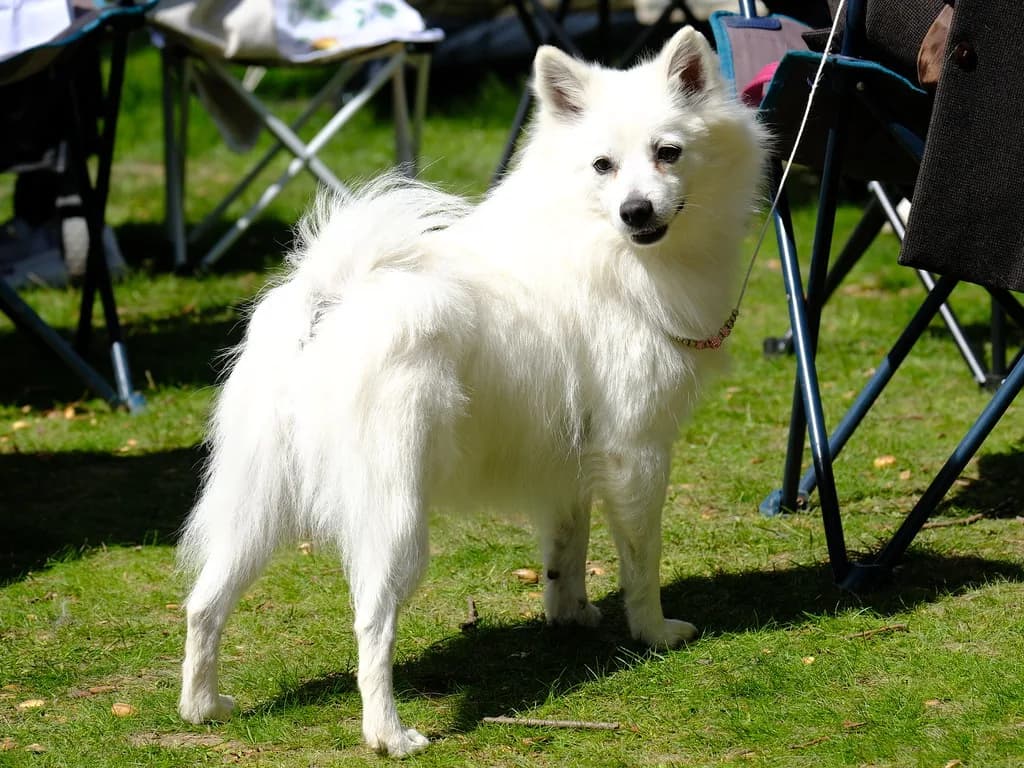 German Spitz