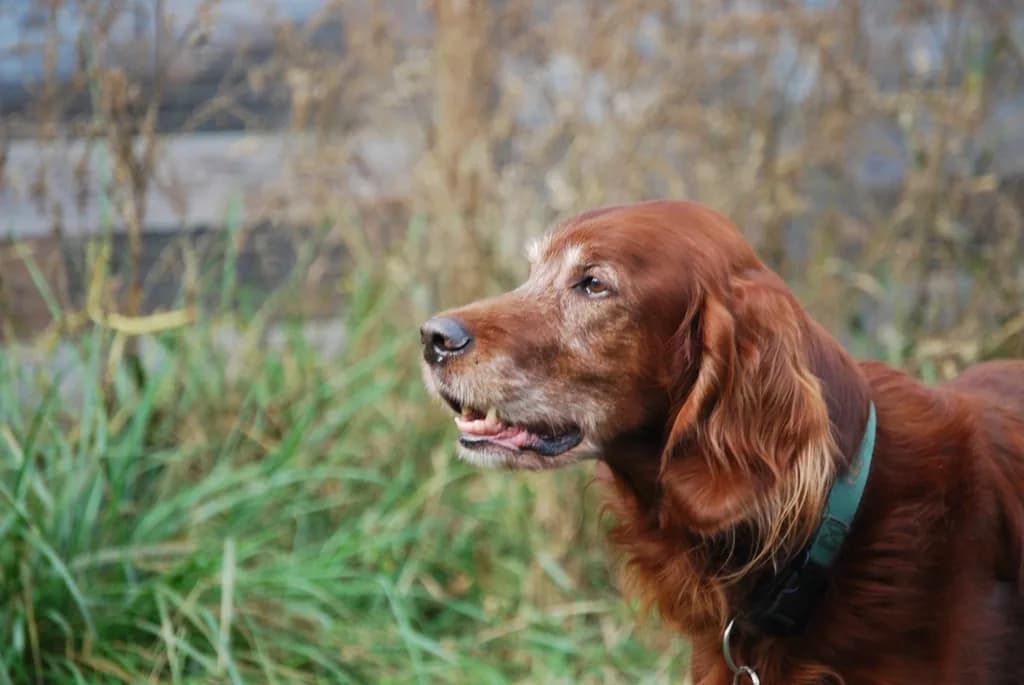 Irish Setter