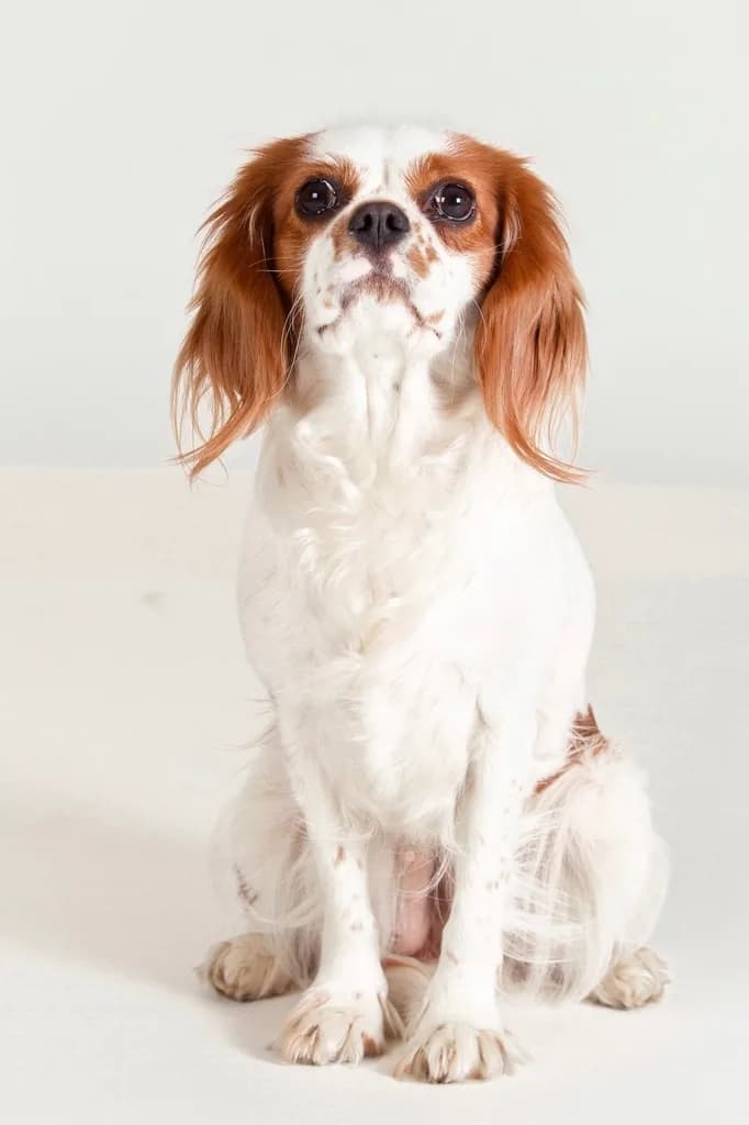 King Charles Spaniel