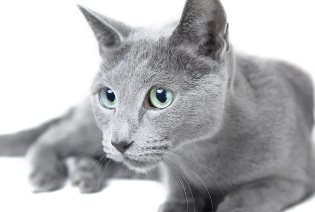 Russian Blue