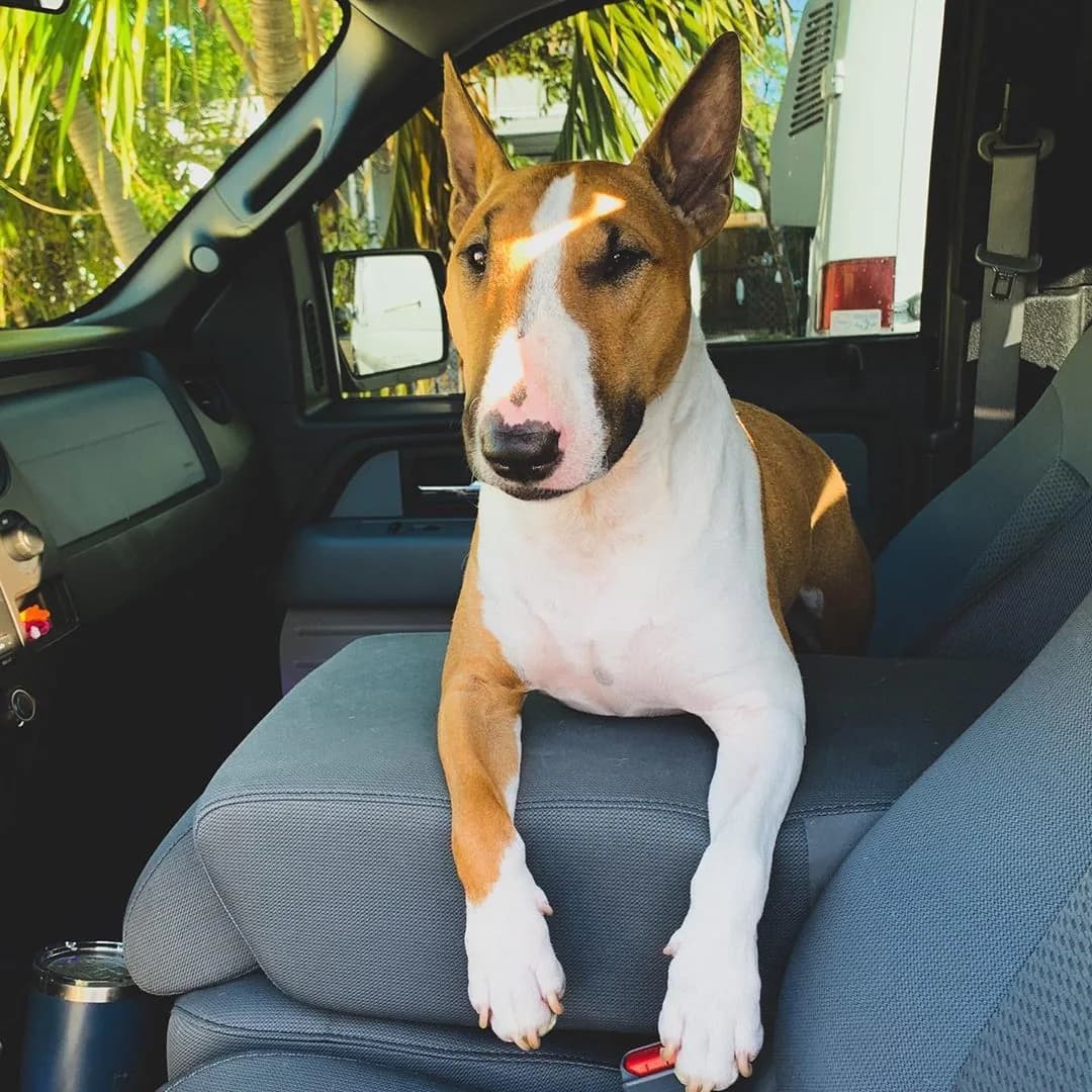 Bull Terrier