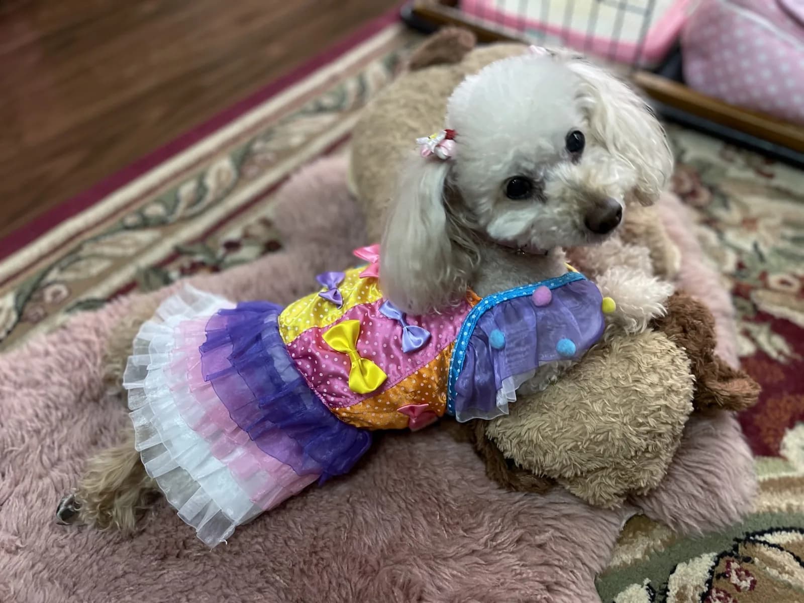 Poodle (Toy)