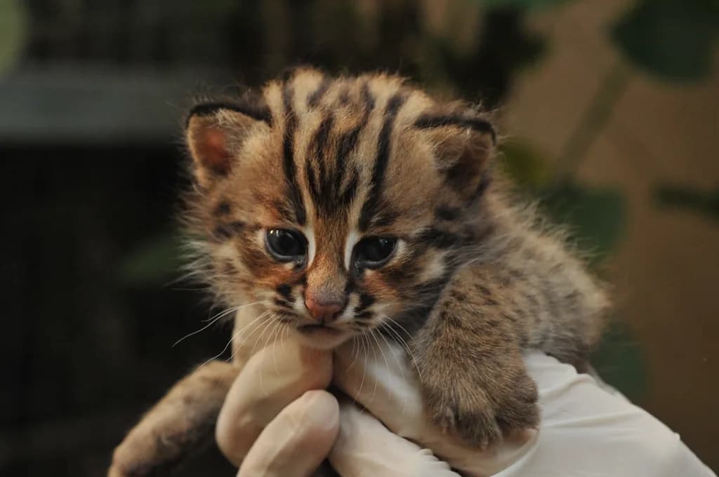 Bengal