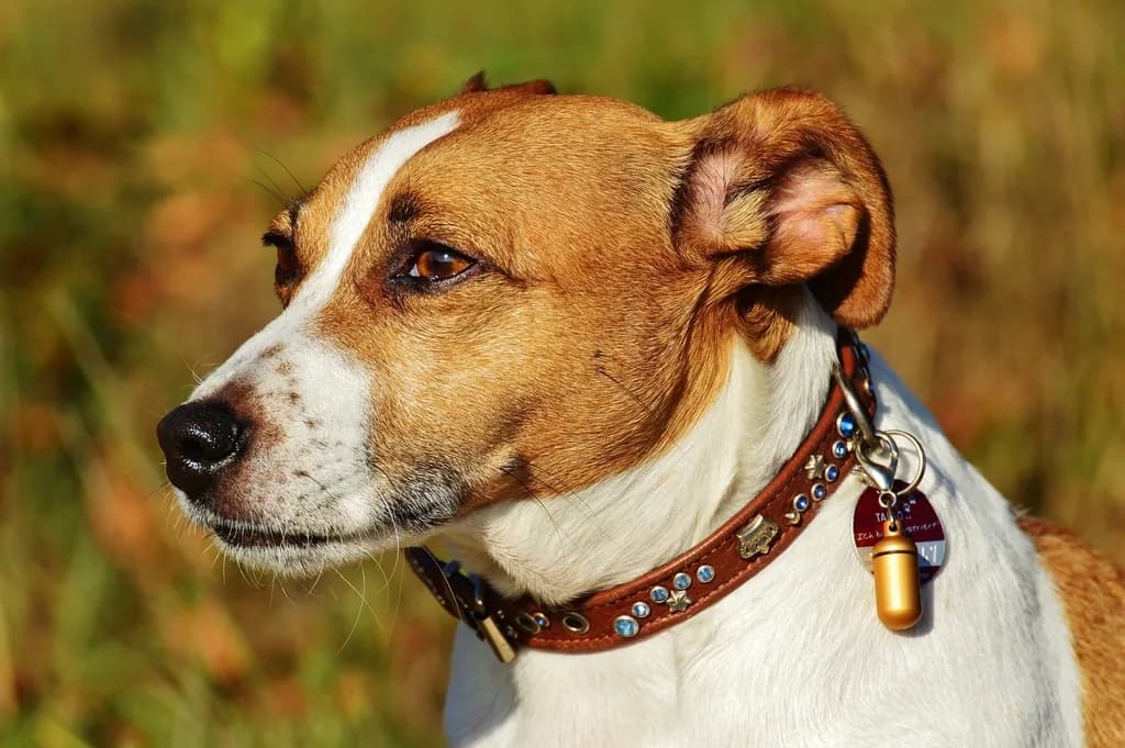 Jack Russell Terrier