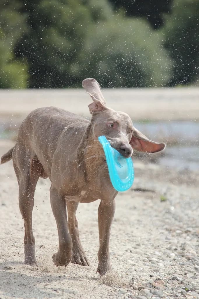 Weimaraner