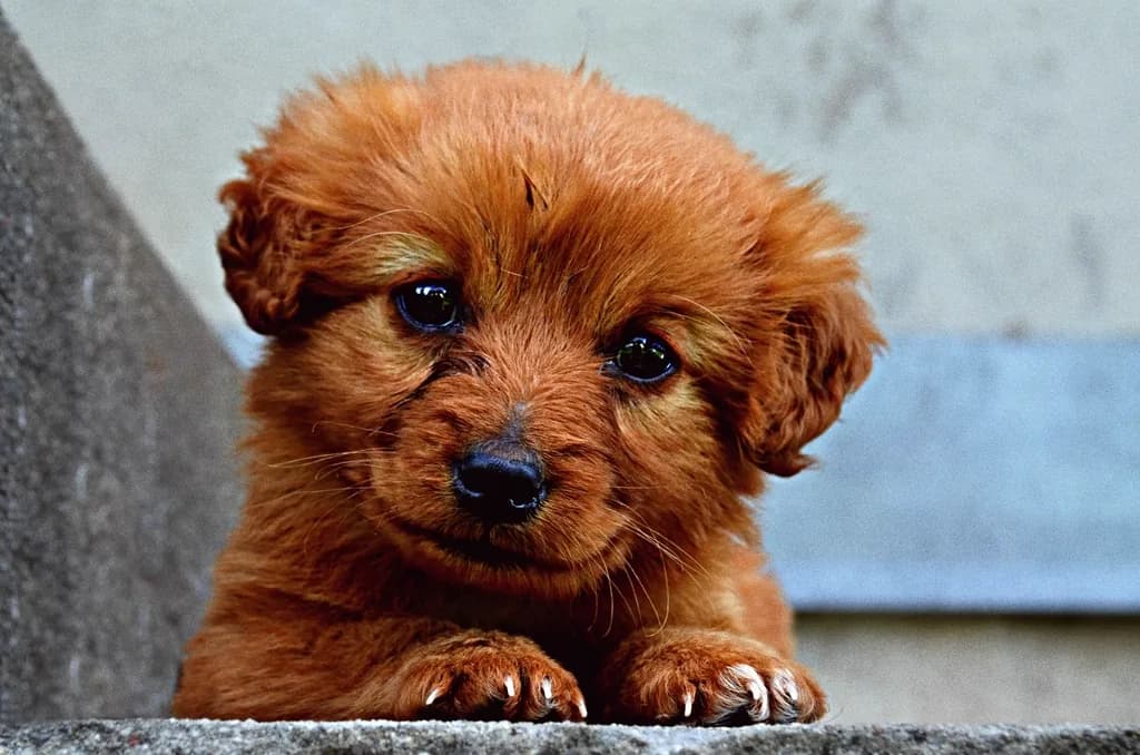 Norfolk Terrier