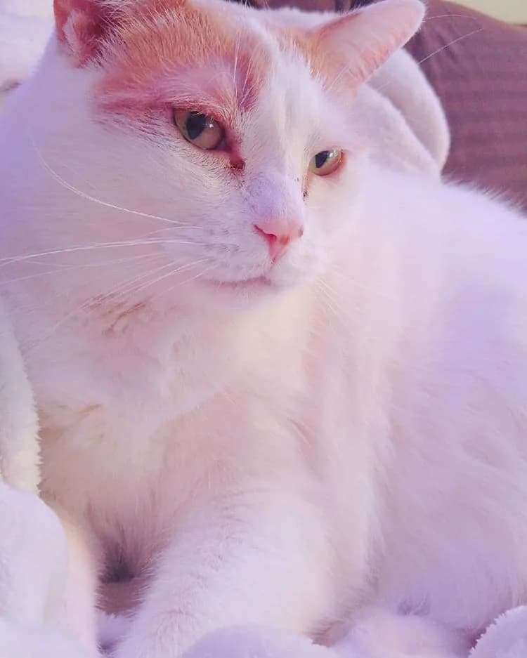Turkish Van