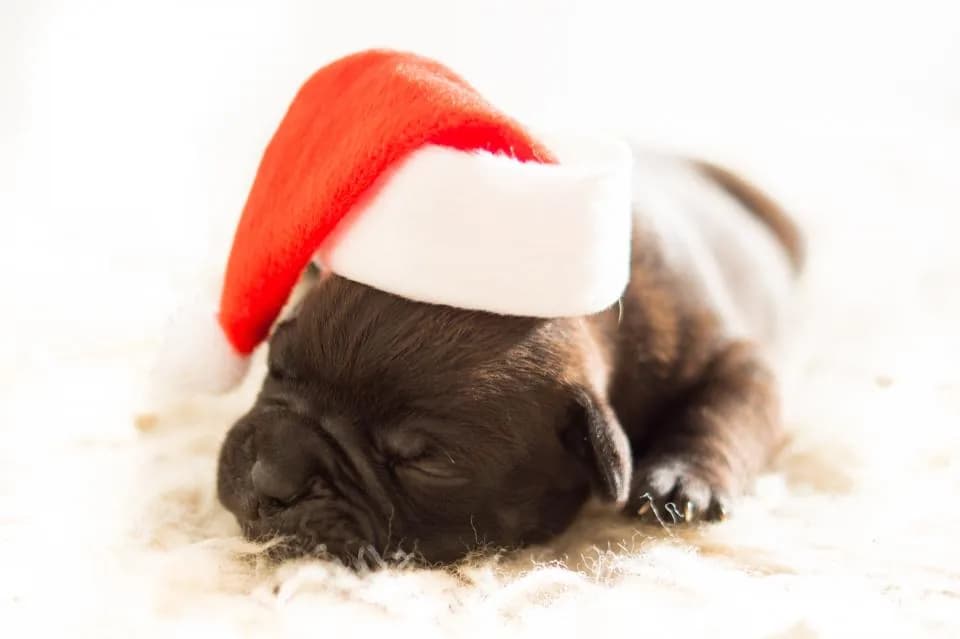 Bulldog