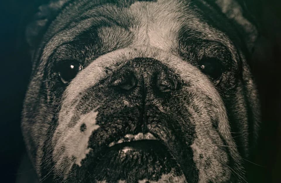 Bulldog