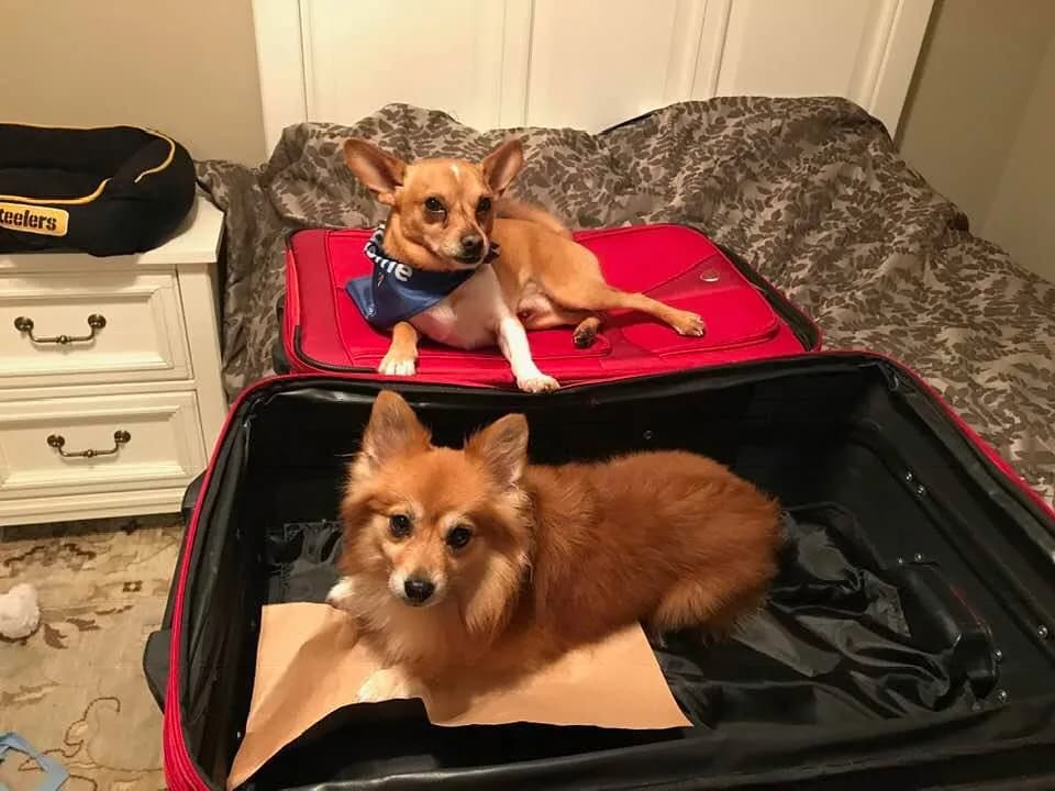 Chihuahua