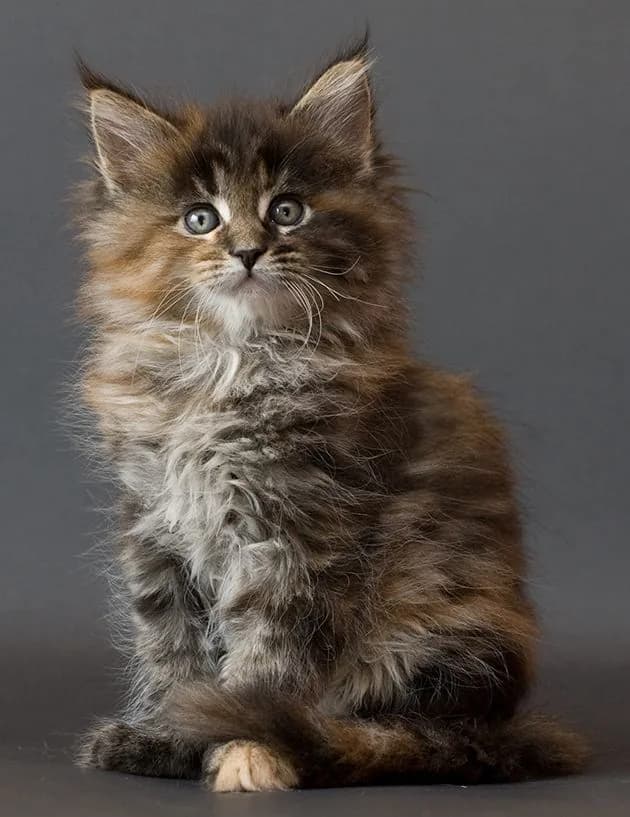 Meino meškėnas (Maine Coon)