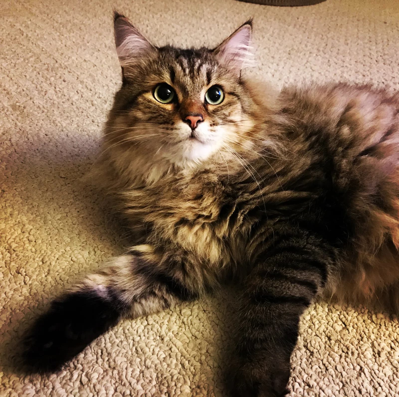 Siberian