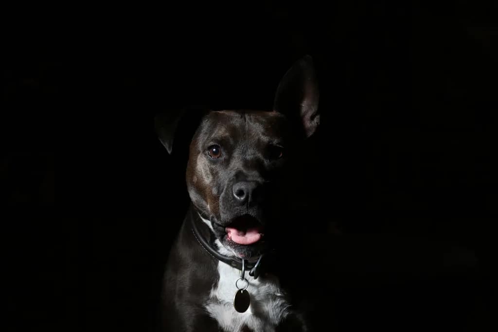 Boxer