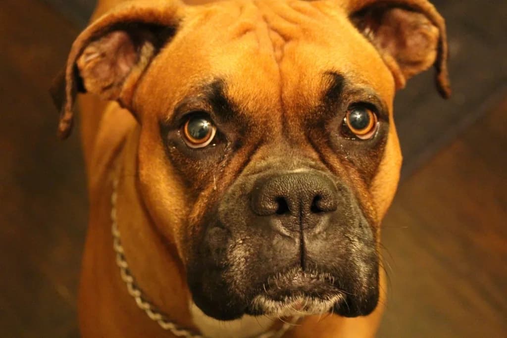 Boxer