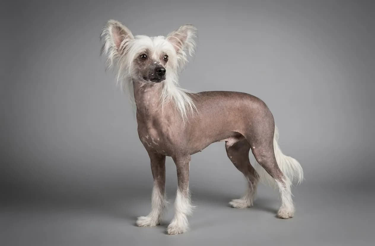 Chinese Crested