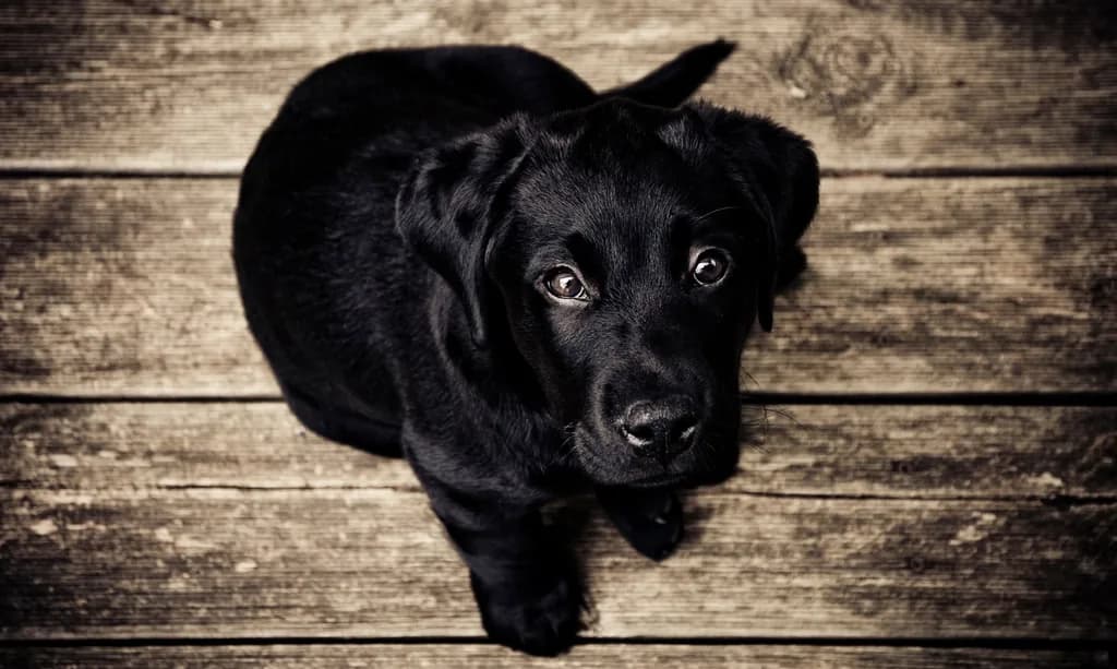 Labradoro retriveris