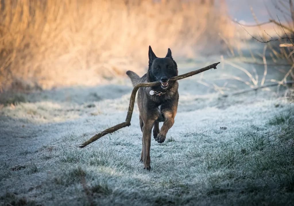 Belgian Malinois