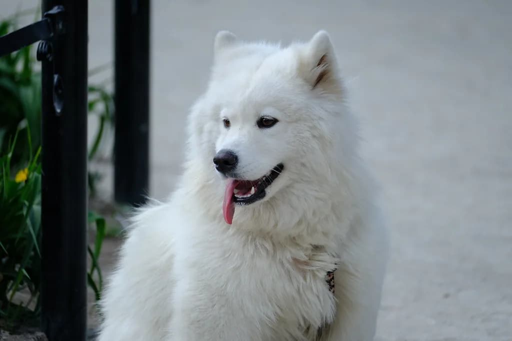 Samoyed