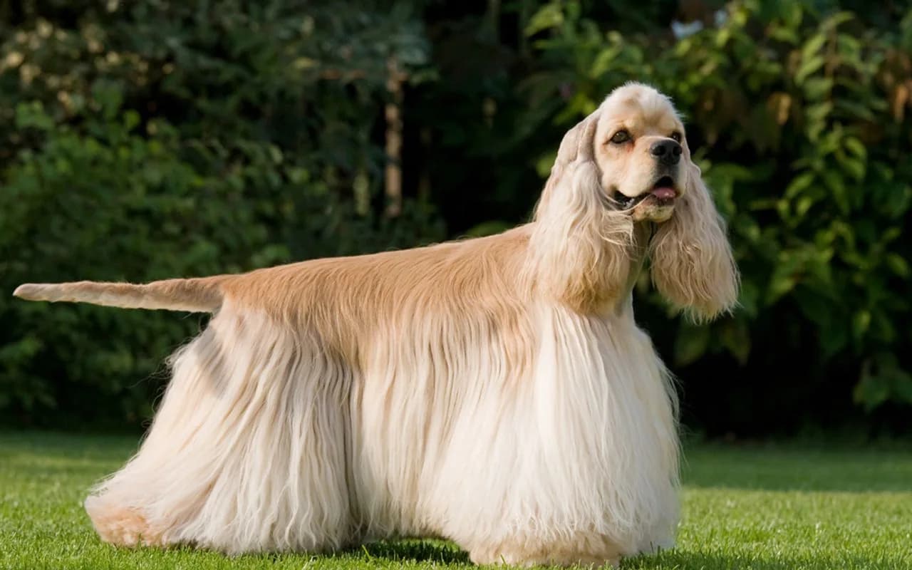 American Cocker Spaniel