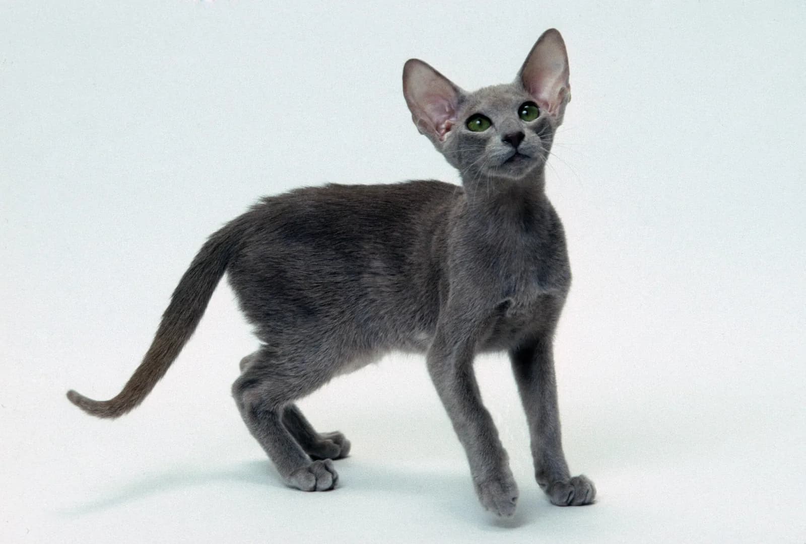 Oriental Shorthair