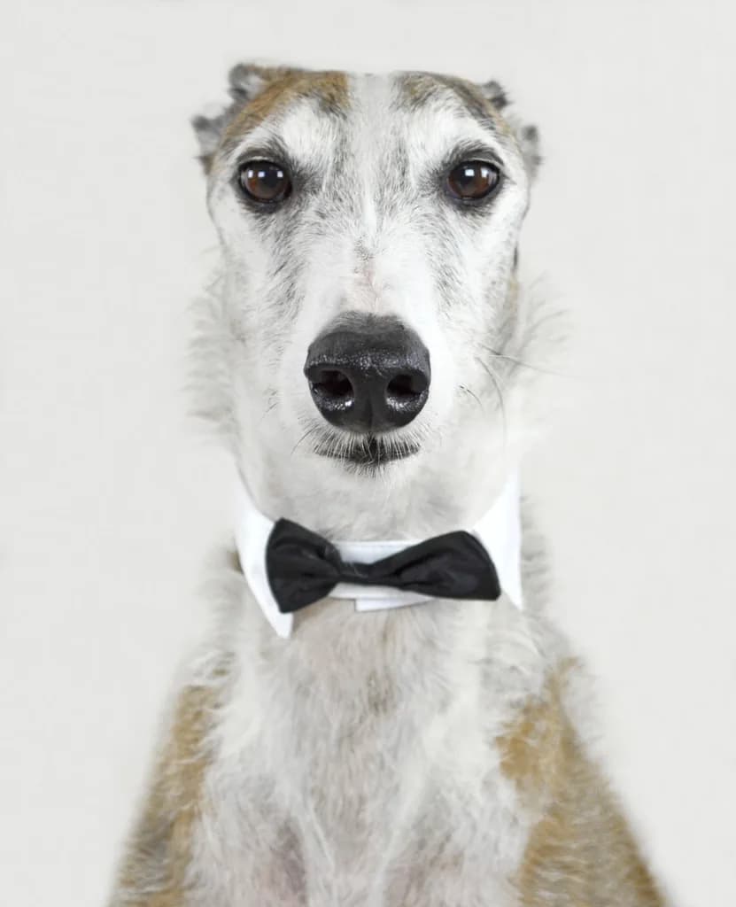 Italian Greyhound