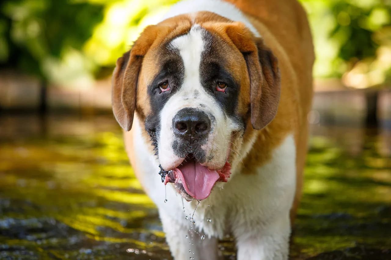 Saint Bernard