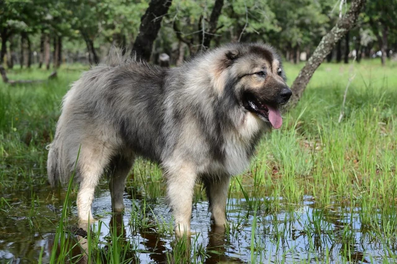Caucasian Shepherd Dog