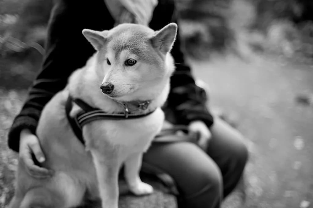 Shiba Inu