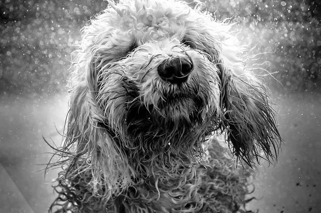 Goldendoodle