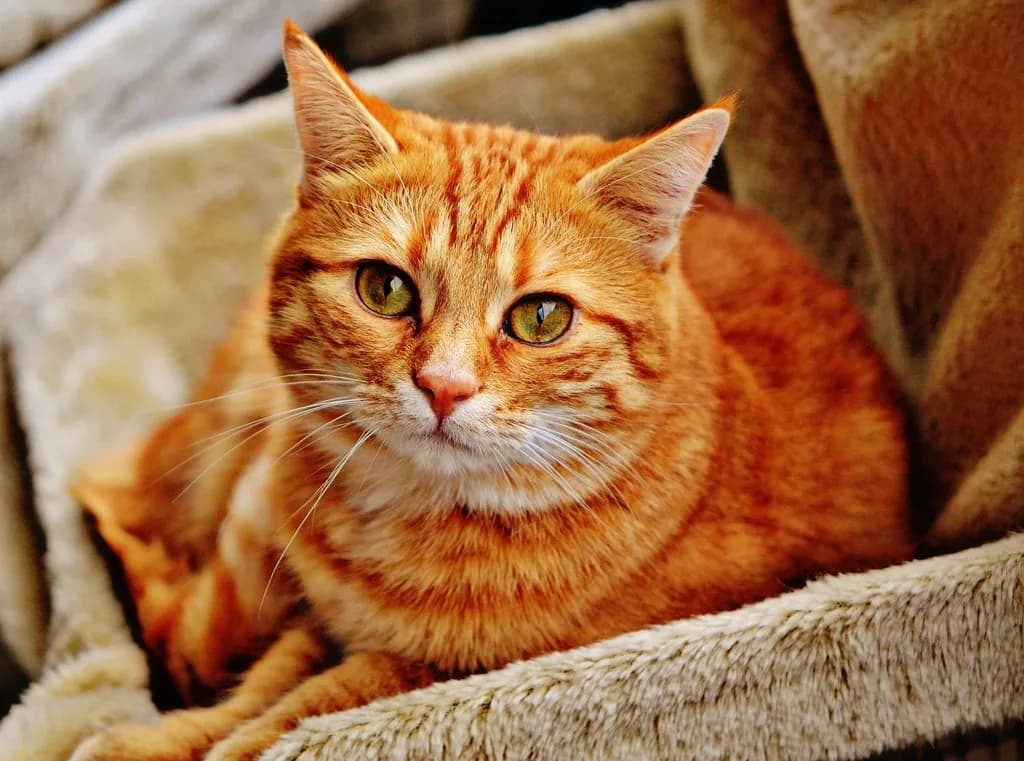 Manx