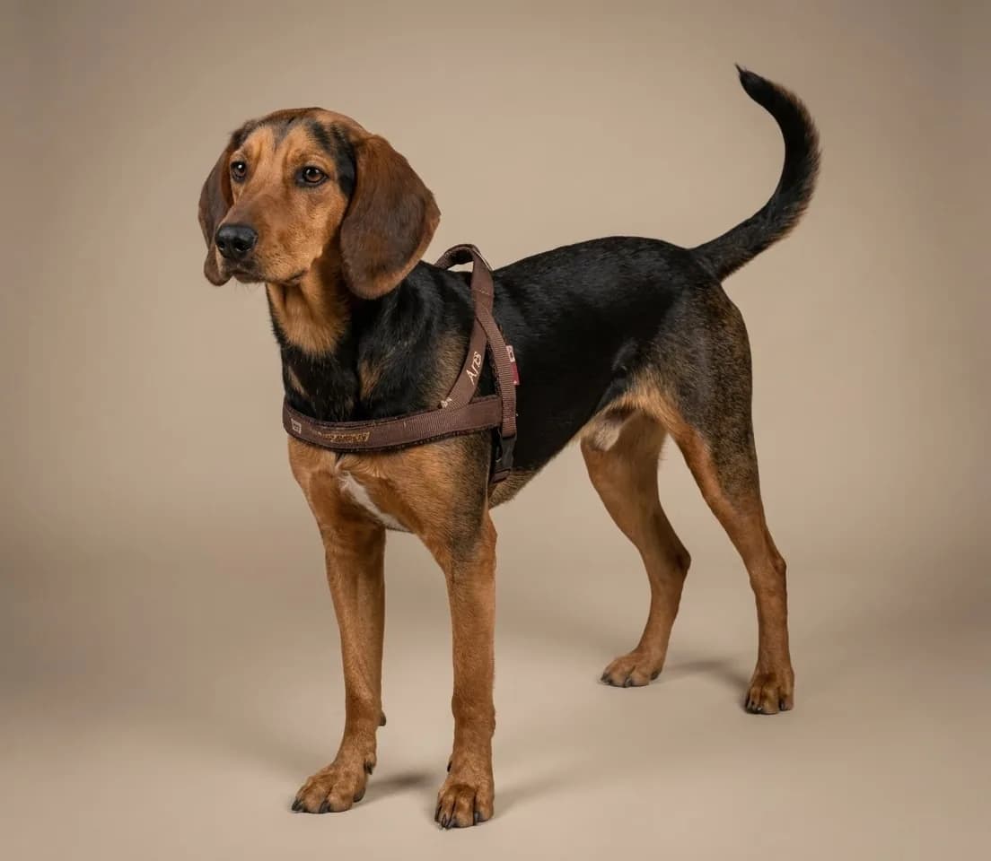 Greek Harehound