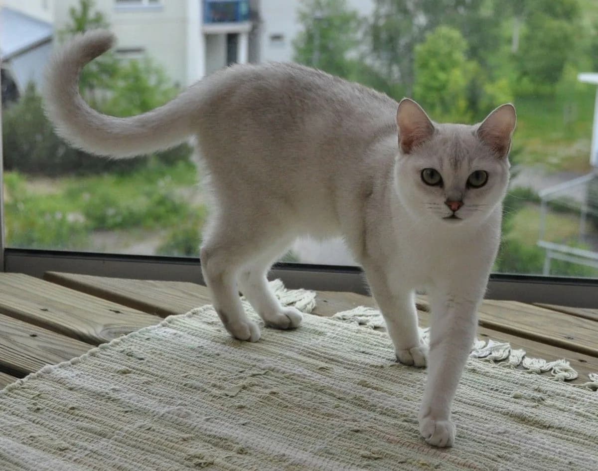 Burmilla