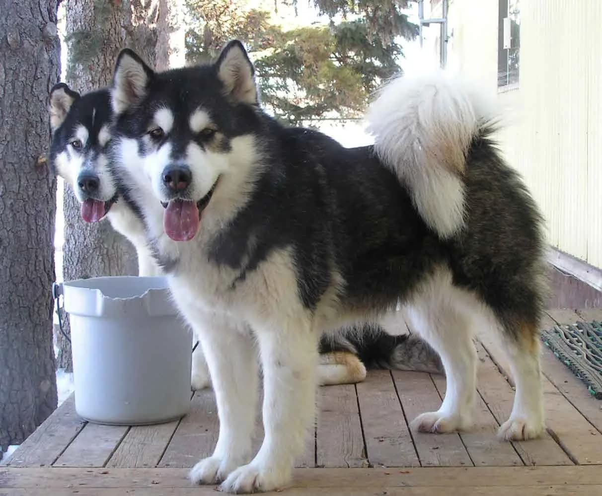 Alaskan Malamute