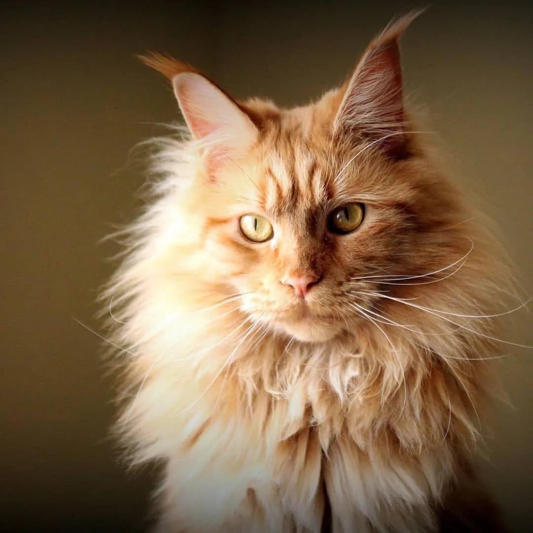 Meino meškėnas (Maine Coon)
