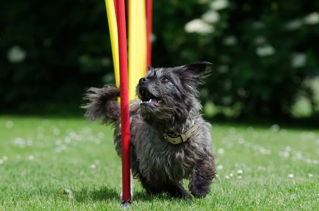 Affenpinscher